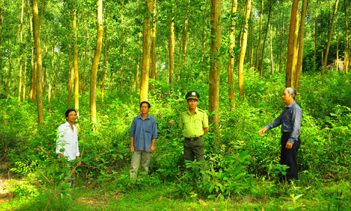 Hướng dẫn nuôi dưỡng rừng tự nhiên